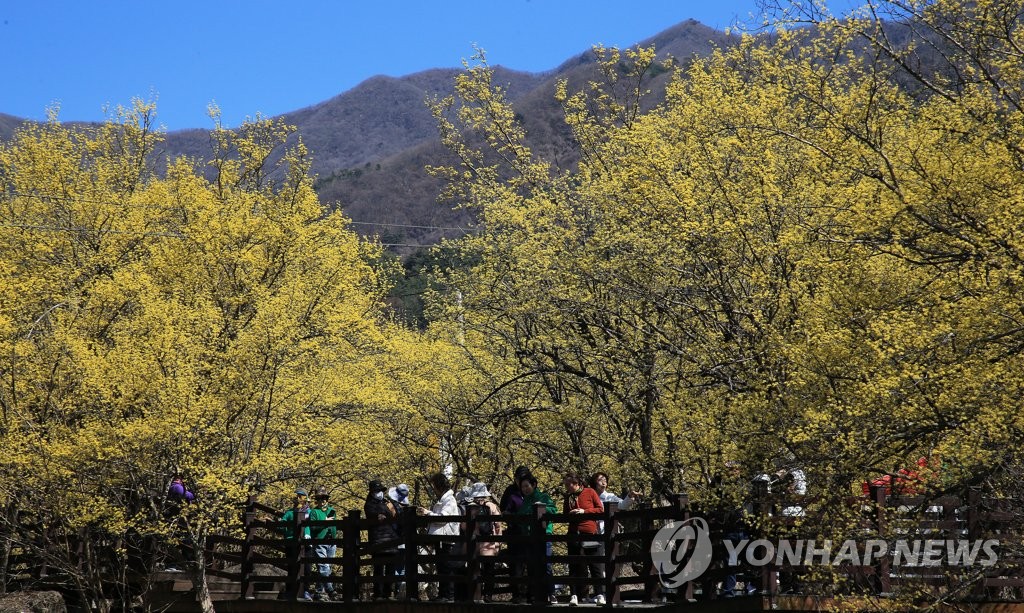 울긋불긋 봄꽃에 흠뻑 빠져들다…전국 산과 바다 '북적'