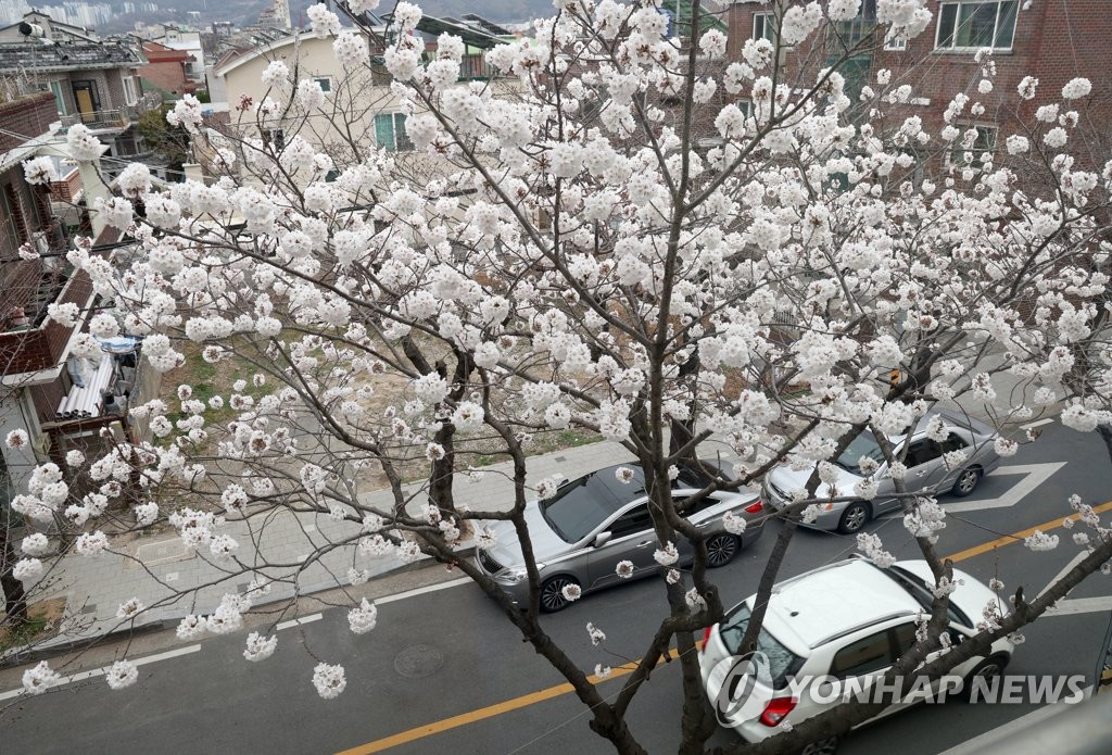 울긋불긋 봄꽃에 흠뻑 빠져들다…전국 산과 바다 '북적'