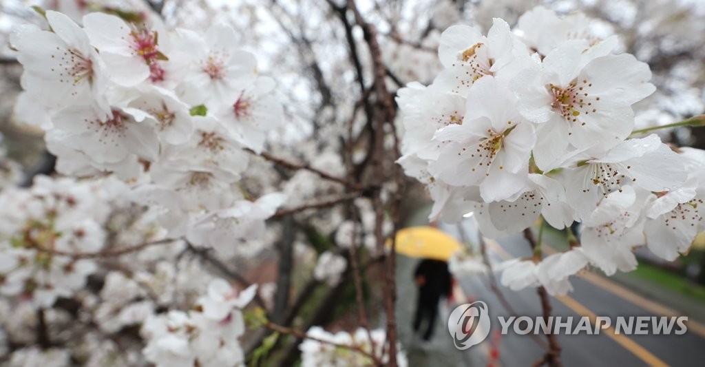 전국 오후까지 봄비…낮 최고 13∼23도