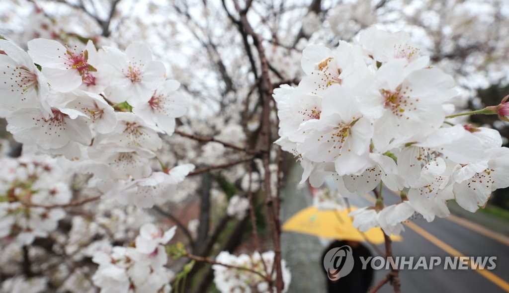 낮 최고 25도 '포근'…밤에 전국 곳곳 봄비