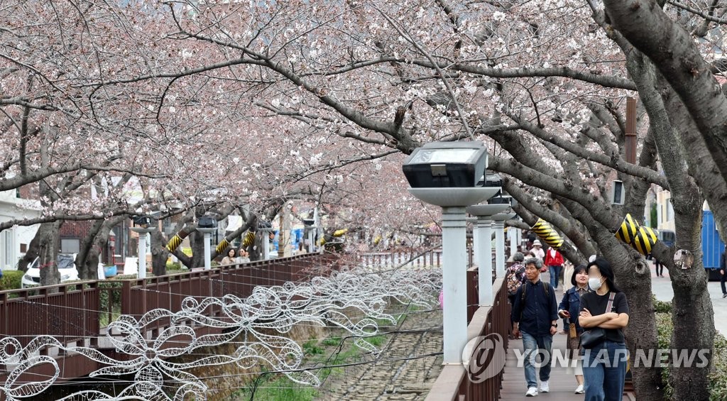 4년 만의 봄꽃축제에 역대급 인파 예상…지자체들 바짝 긴장