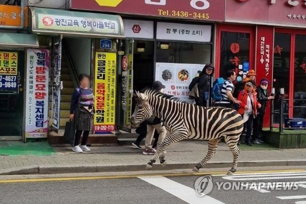 [사진톡톡] 서울어린이대공원 탈출한 얼룩말