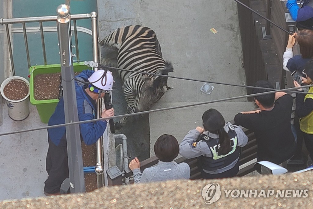 어린이대공원 얼룩말 탈출 소동…주택가 골목서 포획(종합)