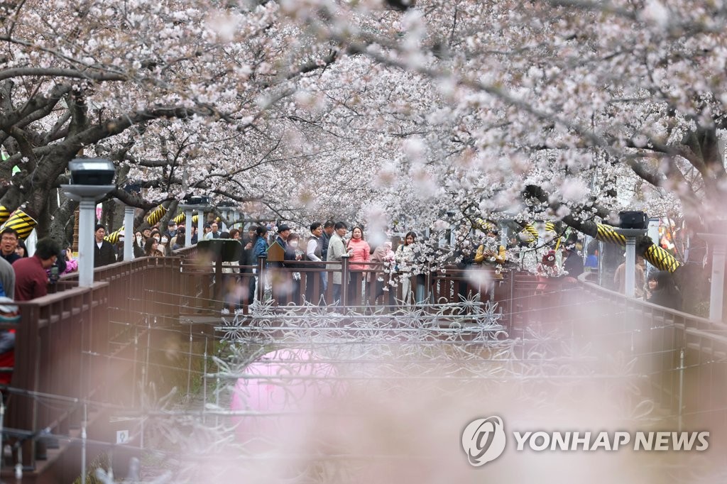 연분홍 진해는 '꽃 반 사람 반'…벚꽃 개화 절묘하게 맞췄네