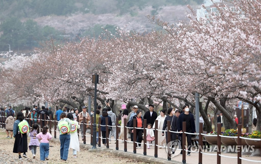 연분홍 진해는 '꽃 반 사람 반'…벚꽃 개화 절묘하게 맞췄네