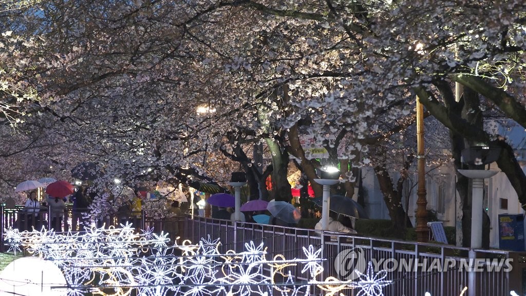 만개 직전 탐스러운 벚꽃에 홀리다…진해군항제 상춘객들 환호