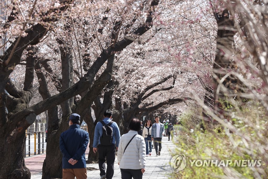 "다음주면 미어터져요"…이른 벚꽂에 설레는 나들이객