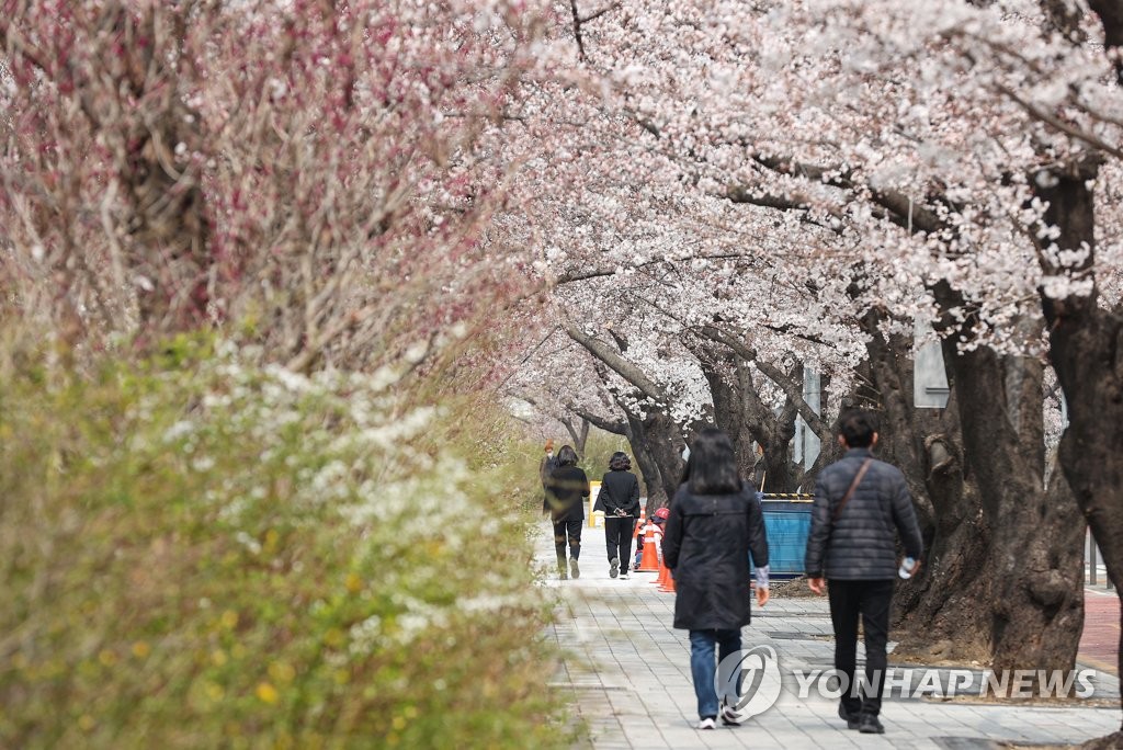 벚꽃 피니 주변 상권 매출 급증…국민카드 상권 분석