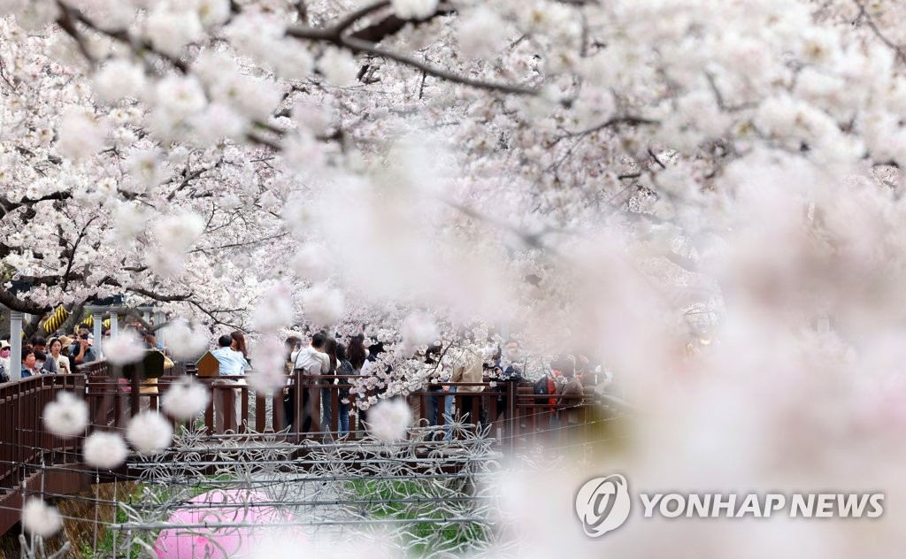 '진해군항제 백미' 군악의장 페스티벌 막 올라…2일까지 이어져