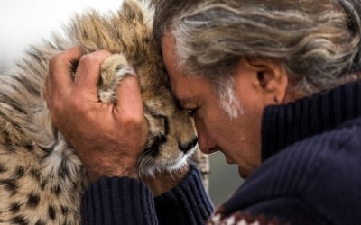 이란 국립공원서 태어난 '멸종 위기' 치타, 10개월 만에 결국…