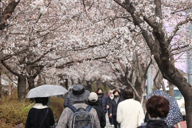 서울 여의도 윤중로 벚꽃길에서 시민들이 이동하고 있다. 사진=연합뉴스