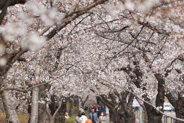 서울 여의도 윤중로 벚꽃길.(사진=연합뉴스)