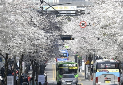 4년 만에 '노마스크' 벚꽃 축제…2030 몰리는 '핫플' 보니