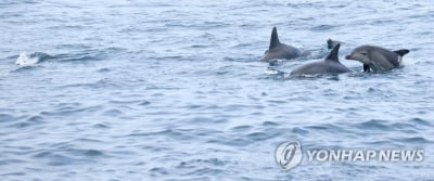 해수부 "제주 제2공항 남방큰돌고래 영향 조사·평가해야"