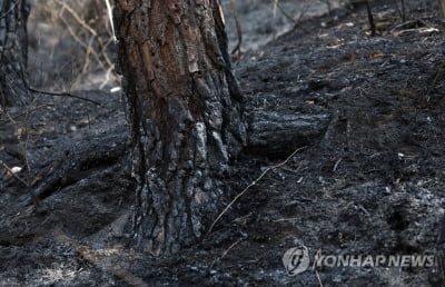 합천 산불 재발…진화 헬기 16대 동원·진화율 50％