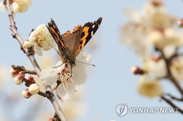 오늘도 '포근' 낮 최고 16∼27도…미세먼지 '나쁨'