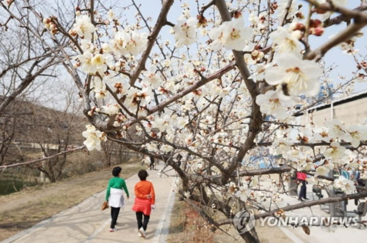 [내주날씨] All ‘sunny’…  On the morning of the 13th and 14th, ‘flower spring cold’