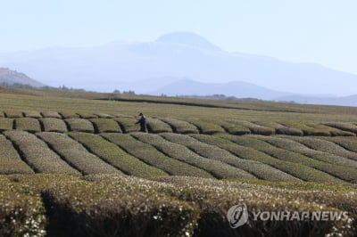 제주 낮 기온 15∼17도…"환절기 건강 관리 유의"