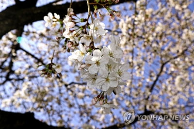 부산 벚꽃 활짝 폈다…102년 관측 이래 가장 일러