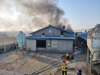 충남 당진 돈사에서 화재…돼지 530여 마리 폐사