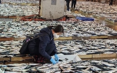 작년 일본 어패류 수입액 1억7000만달러…후쿠시마 사고 후 최대