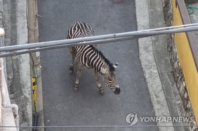 어린이대공원 얼룩말 탈출 소동…주택가 골목서 포획(종합)