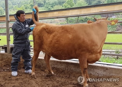 충북도, 4월부터 소·염소 구제역 백신 일제접종