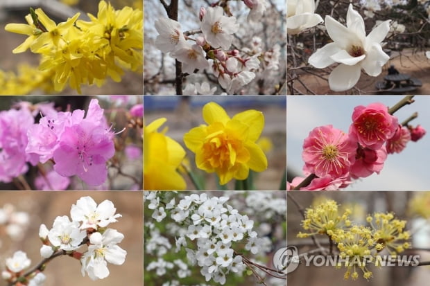 아침엔 0도 내외, 낮엔 20도 이상…기온 '롤러코스터'