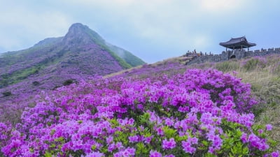 핑크빛 봄의 향연…산청 황매산철쭉제 4년 만에 열린다