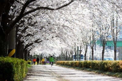 진주시, 31일 '진주들말 벚꽃축제'…남강 달빛걷기 등 행사 다채