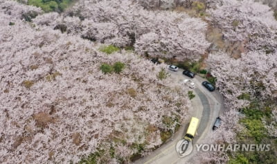 부산관광공사, 벚꽃과 함께하는 여행 할인 이벤트