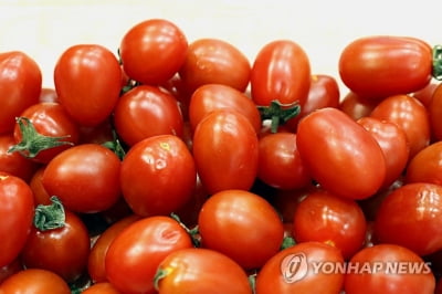 방울토마토 구토는 '토마틴' 성분 탓…"한파로 특정품종서 과다"(종합)