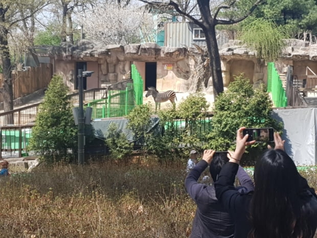 "반갑다 세로야"…탈출 소동 엿새 만에 모습 드러낸 얼룩말