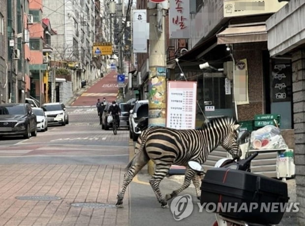 "반갑다 세로야"…탈출 소동 엿새 만에 모습 드러낸 얼룩말