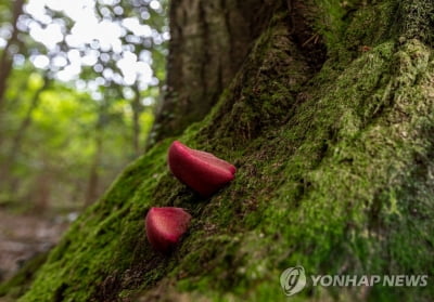 '소혀버섯·해녀콩 아시나요' 희귀 제주 생태 사진전