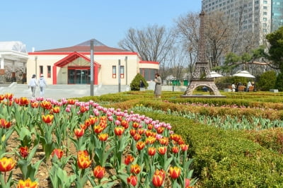 튤립 3만송이로 물들기 시작한 목동 파리공원