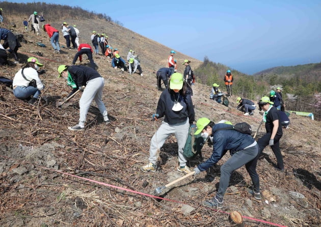 [포토] 유한킴벌리 '신혼부부 나무심기' 동해 산불 지역 식목행사