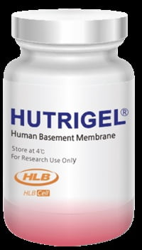 HLB셀, 인간 정상세포 기반 오가노이드 생체재료 개발 성공