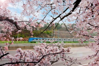 공항철도 계양역 인근의 벚꽃길. 공항철도 제공