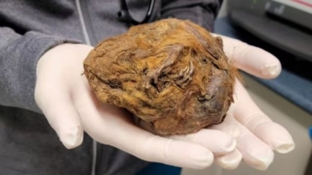 캐나다 유콘 준주 클론다이크 지역에서 무려 3만년 전 북극 땅다람쥐 미라가 발견됐다/  사진 = 캐나다 CBC 뉴스 관련 보도 캡처 