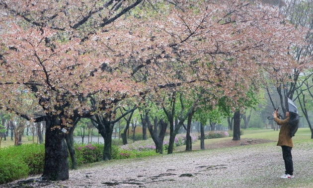 [포토] 봄비와 벚꽃 엔딩