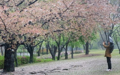 [포토] 봄비와 벚꽃 엔딩