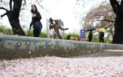 "아쉬운 벚꽃 엔딩"…영등포구, 여의도 교통통제 일부 조기해제