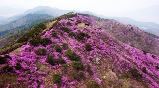 강화도 고려산 진달래 풍경. 강화군