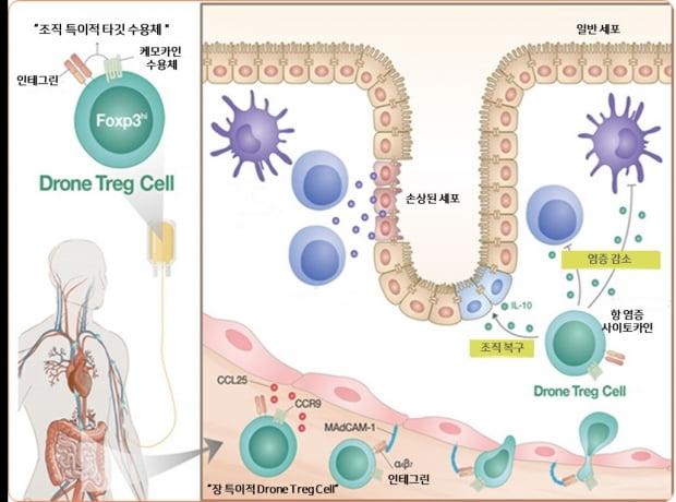 Drone Treg 치료제 작용 기전.