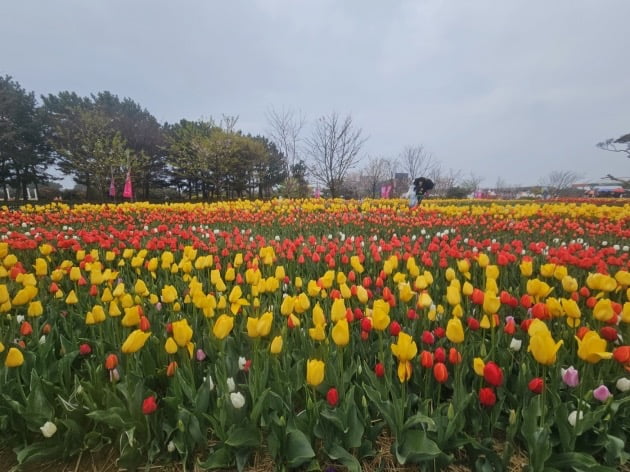 태안 튤립축제 /사진=한경DB