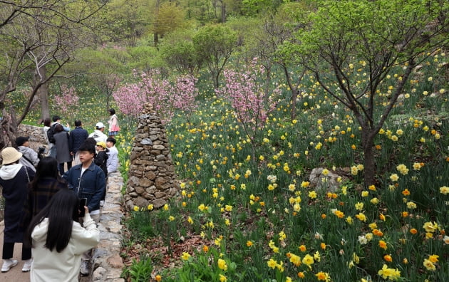 화담숲 ‘봄 수선화 축제’