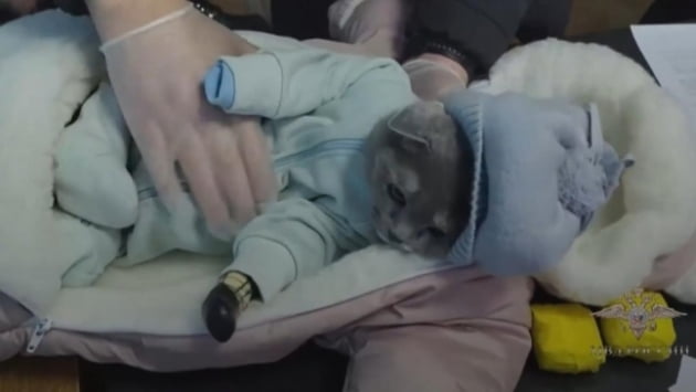 아기로 변장한 고양이. /사진=러시아 경찰 제공 영상