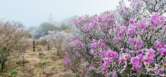 기사와 사진은 무관합니다./ 지난 26일 전북 무주군 덕유산국립공원 내 중봉 능선에 핀 진달래꽃에 상고대가 덮여있다.설천봉 정상에 전날 5mm의 비가 내리고 이날 아침기온이 영하 3.3도로 떨어지면서 향적봉과 중봉 주능선에 3cm가량의 상고대가 생성됐다. 사진=연합