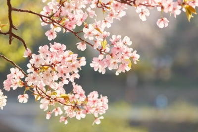 서울 종로구, 8~9일 삼청공원서 벚꽃축제